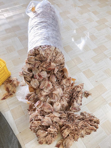 Excellent rapport qualité-prix, Sécheur de calamars sûr, propre et écologique, Pur produit de la mer, Idéal pour la préparation de plats de fruits de mer et la présentation de snacks de bar, Prix direct - Product Image 3