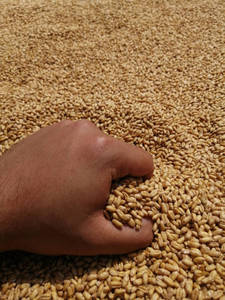 Grano de Trigo Seco 100% Natural de Primera Calidad para Alimentación Animal, Ganado, Aves de Corral, Suministro a Granel para Exportación, 12 Meses - Product Image 5