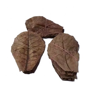 Betta Poisson Crevettes Indien Amande Séchées Terminalia Catappa Feuilles En Vrac En Gros Aquarium Accessoires Feuilles Saines Pour Poisson - Product Image 3