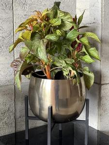 Macetero de hierro premium para el hogar, perfecto tanto para uso en interiores como en exteriores, como son oficinas y hoteles, para exportación mundial desde India. - Product Image 5