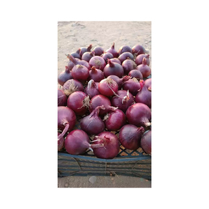 Cebollas Frescas al por Mayor Directamente de Fábrica de Egipto, Cosecha 2020, Paquete de 100 kg, Mejor Precio, 2 Años de Vida Útil - Product Image 1