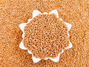 Blé de qualité supérieure pour la consommation humaine et l'alimentation animale, blé en vrac pour la fabrication de farine, approvisionnement en blé indien - Product Image 2