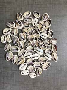 Conchas Marinas Naturales para la Elaboración de Joyería, Accesorios para el Cabello, Artesanías Tribales y Uso Decorativo - Product Image 3