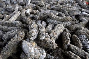 Concombre de mer séché de haute qualité / Produits de la mer déshydratés de qualité supérieure / Lombric de mer séchée entière - Product Image 6