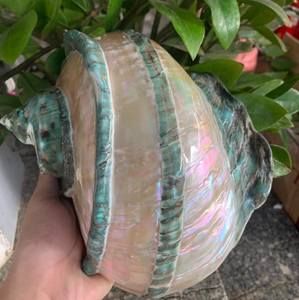 เปลือกหอยมาร์มาทาตัสขนาดใหญ่ สีเขียว แบบมีลาย  เปลือกหอยสังข์ยักษ์สีเขียวธรรมชาติ  เปลือกหอยมุกสีเขียวขัดเงา - Product Image 5