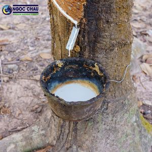 Latex de caoutchouc naturel à haute teneur en ammoniac 60% DRC pour la fabrication de gants ménagers d'un fournisseur vietnamien - Product Image 1