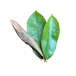 Hojas de Guanábana Naturales de Calidad de Exportación, Ingrediente para Té, Suministro a Granel - Product Image 5