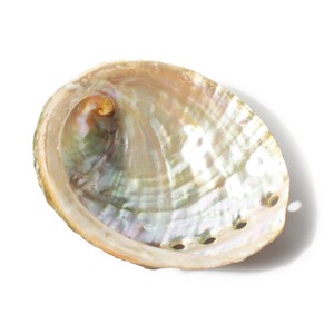 Wholesale cheap price seashells natural seashell dried clean <b>abalone</b> <b>shells</b> aqua tank landscape decor - Product Image 1