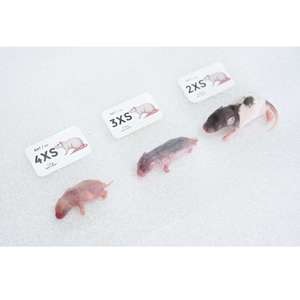 Rats congelés 3XS 7-15g, nourriture pour serpents, rongeurs, nourriture pour reptiles riche en protéines, vente en gros, sans salmonelle - Product Image 5