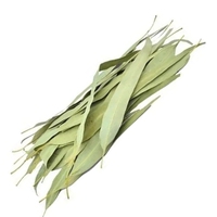 Feuilles d'eucalyptus Nilgiri brutes séchées au soleil de qualité supérieure (feuilles d'herbes) pureté 99% applications aromatiques commande en gros
