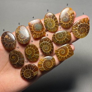 Fossiles d'ammonites naturelles polies, cabochons, pièces uniques assorties, pour bijoux, pendentifs, bagues, boucles d'oreilles, colliers, macramé, médaillons, tailles variées - Product Image 4