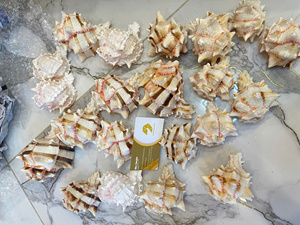 Conchas Marinas Naturales Hechas a Mano de Varios Tamaños, Duraderas, Empaquetadas en Bolsa, Mezcla de Artesanías para Decoración - CARYLN - Product Image 5