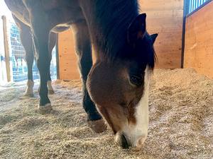 VENTA CALIENTE ALTA CALIDAD/BAJO PRECIO MADERA DE PINO ASERINO/virutas DE MADERA USO PARA CAMA DE MASCOTAS EN VENTA A GRANEL DE VIETNAM - Product Image 4