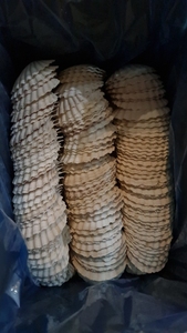 พร้อมส่งปี 2026 เปลือกหอยเชลล์สีขาวสำหรับตกแต่งตู้ปลาและของตกแต่งอื่นๆ จำหน่ายส่งจำนวนมาก - Product Image 6
