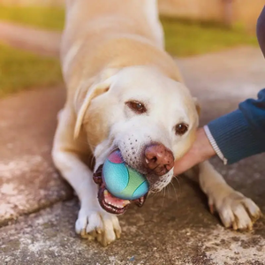 Jouet pour animaux de compagnie, balle en TPR durable, résistante aux morsures, balle rebondissante de couleur unie, jouet interactif pour soulager l'ennui, jouet d'entraînement pour chien - Product Image 2