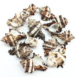 Conchas de operculo de murex negro, conchas de caracoles marinos naturales, conchas marinas del océano para manualidades y decoración - Product Image 2