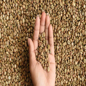 Grains de café vert indien de saison fraîche pour les fabricants de café développant des mélanges distinctifs et des nouvelles collections de produits - Product Image 5