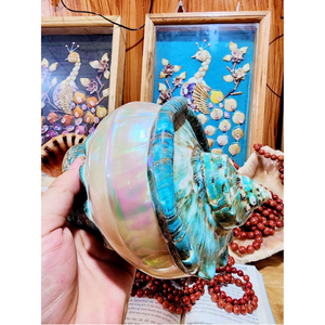 เปลือกหอยทะเลธรรมชาติทรงเทอร์โบ งานฝีมือทนทาน ชิ้นงานตกแต่งสำหรับคอลเลกชันเรือเดินสมุทรและของตกแต่งบ้านสไตล์ชายหาด - Product Image 5