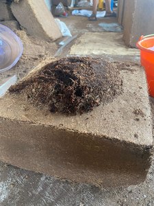 COCO PEAT บล็อกใยมะพร้าวสำหรับปลูกพืช  ดูดซับน้ำได้ดี พร้อมใช้งานสำหรับทำสวน ปลูกพืชแบบไฮโดรโปนิกส์ - Product Image 2