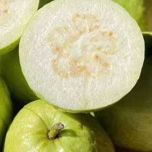 Guayaba Rosa Deshidratada Suave de Vietnam 95% de Grado Premium, Nueva Presentación, Estándar de Exportación, Marca Privada OEM - Product Image 1