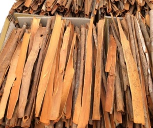 [Échantillon gratuit] le meilleur pour l'exportation Stick Cassia/Cigarette Cassia et Tube à la cannelle du fabricant du Vietnam - Product Image 4