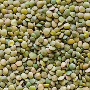 Premium Dried Organic <b>Green</b> Lentils Selected For Bulk Export Supply In Natural Packets For Global Wholesale Buyer Markets - Product Image 1