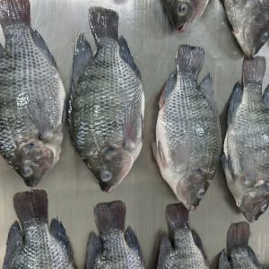 PESCADO DE TILAPIA NEGRO CONGELADO DE PRIMERA CALIDAD / PRODUCIDO DE MANERAS SOSTENIBLES / EMBALAJE PARA EXPORTACIÓN A GRANEL / Sra. Alina - Product Image 2