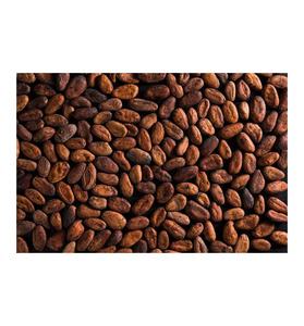 ขายส่งเมล็ดโกโก้คุณภาพพรีเมียม พร้อมส่ง เกรดอาหาร คุณภาพสูงสุด สำหรับส่งออกจำนวนมาก - Product Image 2