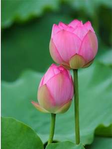 Premium <b>Fresh</b> Lotus <b>Flowers</b> from Vietnam - Elegant & Naturally Beautiful - Product Image 2