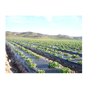Plástico Agrícola Protector para Cultivos, Película de Polietileno Negra y Plateada Reflectante para Huertos, Invernaderos, Plantación de Césped, Control de Insectos - Product Image 2
