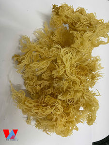 Musgo Marino Crudo Orgánico Silvestre Hecho en Vietnam/ Musgo Marino Seco de Alta Calidad y al Mejor Precio/ Sra. Lima - Product Image 2