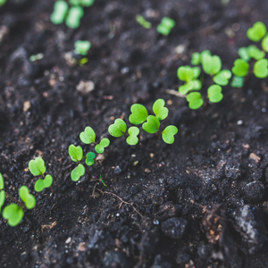 Vermicompost en poudre de fumier de vache en vrac pour l'horticulture, les fermes, les jardins, les pépinières et l'agriculture à grande échelle - Product Image 2