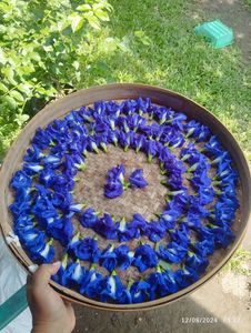 Standard Bulk <b>Dried</b> Butterfly Pea Flowers Natural Blue <b>Petals</b> Organic Herbal Slimming Tea Beverage Processing Wholesale Vietnam - Product Image 3
