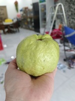Verse Wit/Roze Guave Uit Mekong Delta Vietnam Is Klaar Om Wereldwijd Te Exporteren En In Bulk Te Verkopen