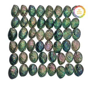 Polished Green Abalone Shell for Decoration - Product Image 4