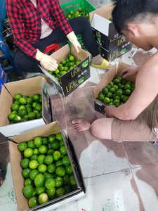 VIETNAM LIME FRAIS SANS GRAINES HAUTE QUALITÉ - Product Image 4