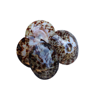 Conchas Decorativas de Limpet, Conchas Marinas Naturales para Decoración de Terrarios y Aplicaciones Profesionales de Artesanía Vietchoice - Product Image 3