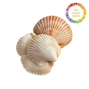 Conchas de Vieira Decorativas Naturales Hechas a Mano, Ecológicas y Libres de BPA para Diseño de Interiores, Bodas y Fiestas - Product Image 2