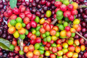 Wholesale Culi Green <b>Coffee</b> Beans Vietnam Origin Rich Aroma Strong Body Bulk Export for Roasters and <b>Distributors</b> - Product Image 2
