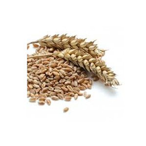 Meilleurs Grains de Blé Doux de Qualité Supérieure en Gros, Vente en Vrac, Qualité Alimentaire, Prêts à Expédier, Approvisionnement Export - Product Image 2