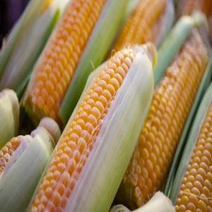 Approvisionnement en maïs jaune frais offrant une qualité de grain supérieure et une sélection flexible GOMO ou non GOMO pour le marché commercial international - Product Image 1