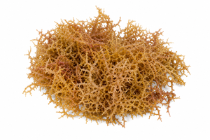 Dried Orange Coral-like Seaweed Natural Organic Premium Quality Indonesian <b>for</b> Herbal Use - Product Image 1