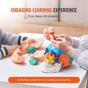 Modello di Cranio Anatomico Dipinto a Grandezza Naturale, 8 Parti Cerebrali, 3 Parti Cranio, Modello di Cranio Umano in PVC Smontabile per Scienza Medica - Product Image 3