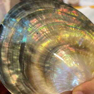 Natural Vietnam Black Lipped Oyster Shell 60-80mm Mother Of Pearl For Luxury Jewelry Inlay Supplies From 99 Gold Data - Product Image 5