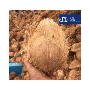 มะพร้าวอินทรีย์แกะเปลือกครึ่งซีก รสหวานธรรมชาติ 100% ผลไม้อบแห้งขายส่ง น้ำมันมะพร้าว บลูโลตัส แหล่งผลิตเบนเต้ - Product Image 4