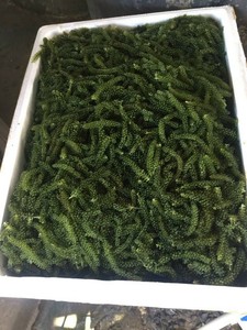 Dried Sea Grapes dehydrated Caulerpa seaweed material for sushi garnish salad topping and culinary use Vietnam - Product Image 5