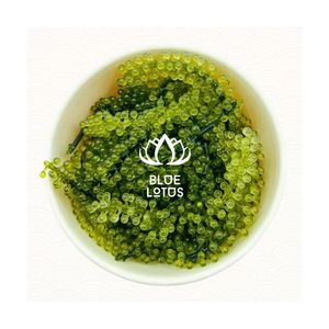Más Vendido: Uva de Mar Seca de Vietnam, Alga Sostenible Caulerpa Lentillifera, Alto Valor Nutricional, Venta al por Mayor - Product Image 1