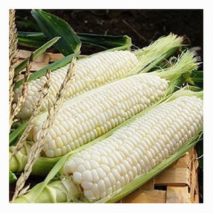 Maíz Amarillo Seco de Grado 2, Maíz Blanco, Sin GMO, Apto para Consumo Humano y Alimentación Animal - Product Image 5