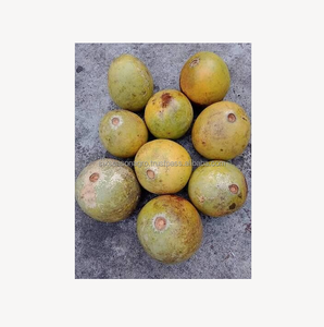 Pomme de bois fraîche (fruit de Bael) de qualité supérieure, fruit tropical naturel, vente en gros, fournisseur d'exportation du Bangladesh - Product Image 2