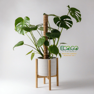 Poteau en fibre de coco naturelle – Support pliable et droit en fibre de coco pour Monstera, Philodendron et plantes grimpantes - Product Image 3